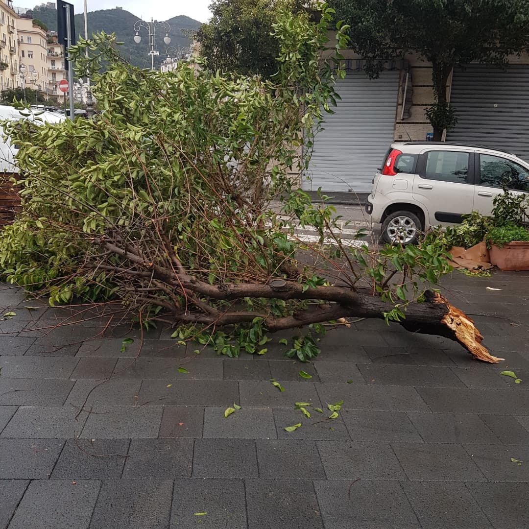 Salerno, crolla albero sul Trincerone. Marchetti attacca l’amministrazione
