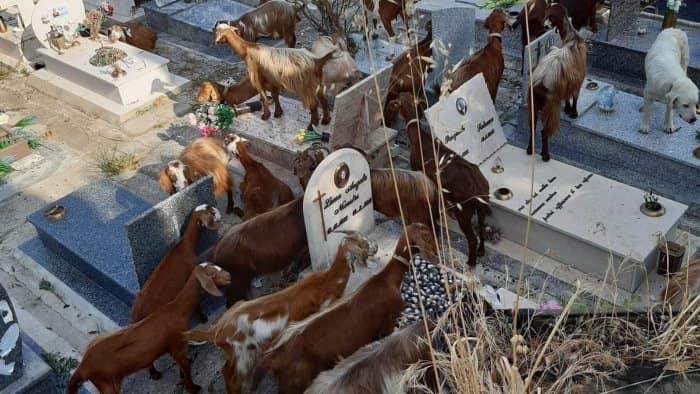 Comune di Salerno: multe e denunce per responsabili gregge nel cimitero